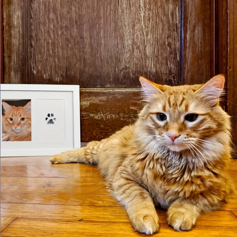 犬の足のプリントキット,インクパッドと2枚のインプリントカー - Footprint Ink Kit のレビューと価格